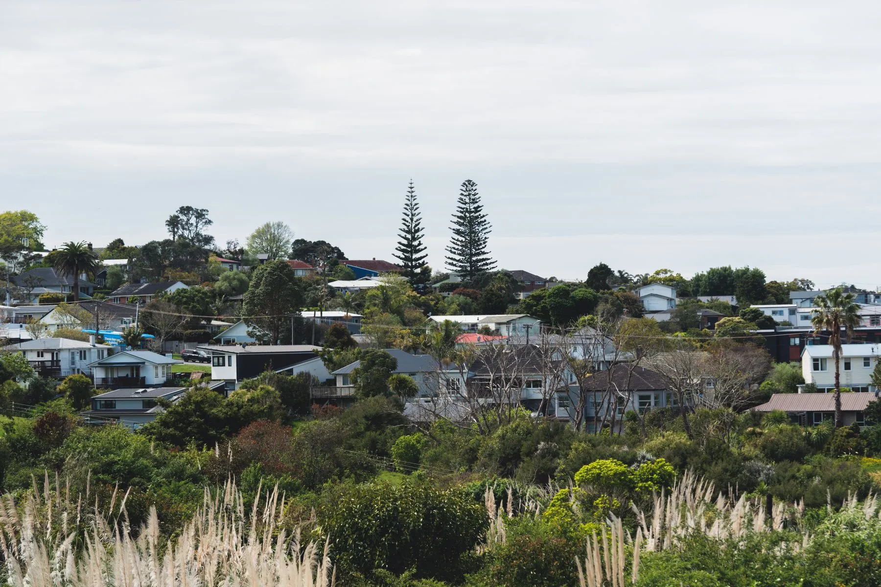 Auckland residential neighbourhood with homes among mature greenery